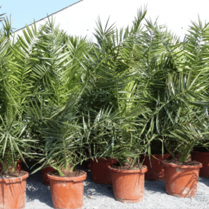 Palme XXL 180 Cm Phoenix Canariensis Kanarische Dattelpalme